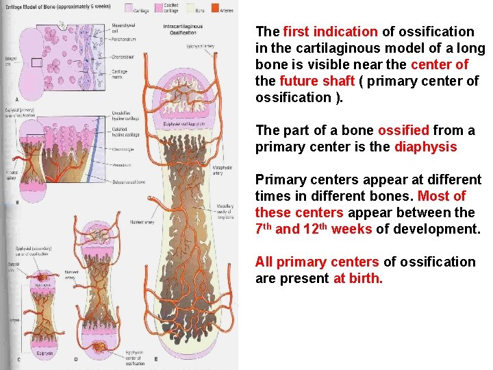 The first indication of ossification in the cartilaginous model of a long bone is