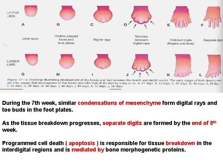 During the 7 th week, similar condensations of mesenchyme form digital rays and toe
