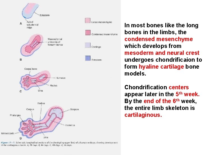 In most bones like the long bones in the limbs, the condensed mesenchyme which