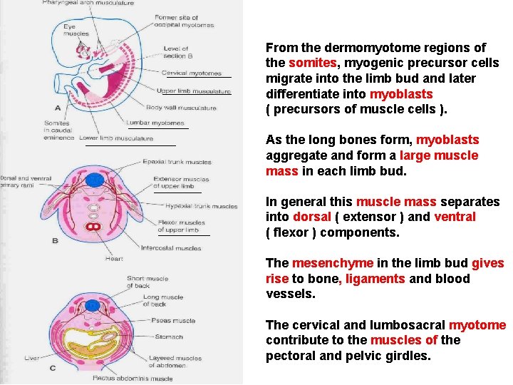 From the dermomyotome regions of the somites, myogenic precursor cells migrate into the limb