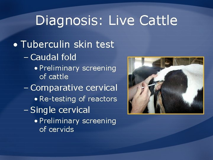 Diagnosis: Live Cattle • Tuberculin skin test – Caudal fold • Preliminary screening of