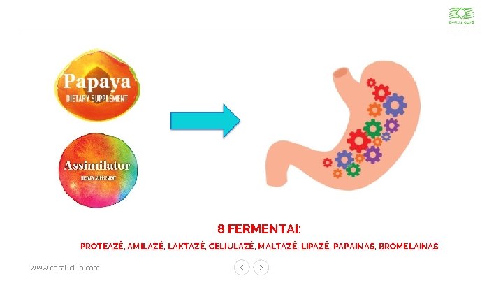 8 FERMENTAI: PROTEAZĖ, AMILAZĖ, LAKTAZĖ, CELIULAZĖ, MALTAZĖ, LIPAZĖ, PAPAINAS, BROMELAINAS www. coral-club. com 