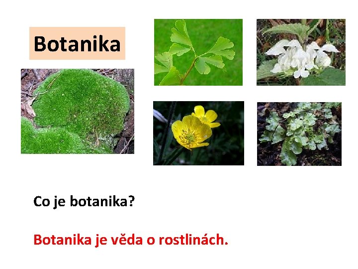 Botanika Co je botanika? Botanika je věda o rostlinách. 