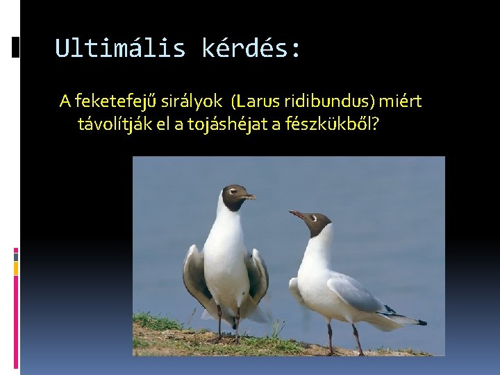 Ultimális kérdés: A feketefejű sirályok (Larus ridibundus) miért távolítják el a tojáshéjat a fészkükből?