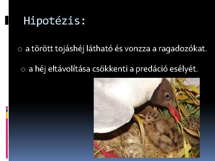 Hipotézis: o a törött tojáshéj látható és vonzza a ragadozókat. o a héj eltávolítása