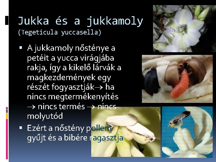 Jukka és a jukkamoly (Tegeticula yuccasella) A jukkamoly nősténye a petéit a yucca virágjába