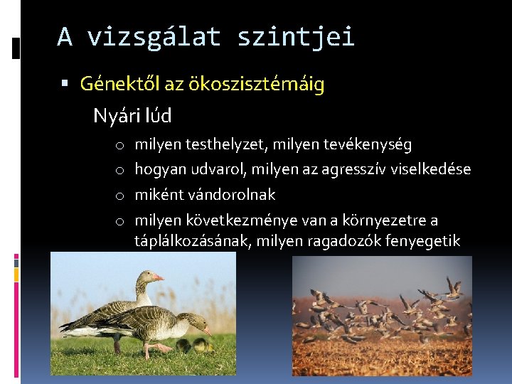 A vizsgálat szintjei Génektől az ökoszisztémáig Nyári lúd o milyen testhelyzet, milyen tevékenység o