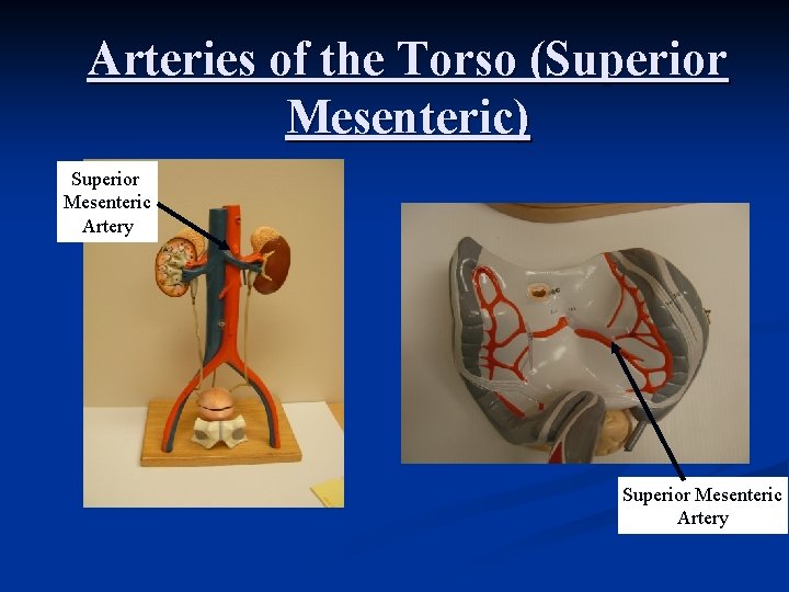 Arteries of the Torso (Superior Mesenteric) Superior Mesenteric Artery 