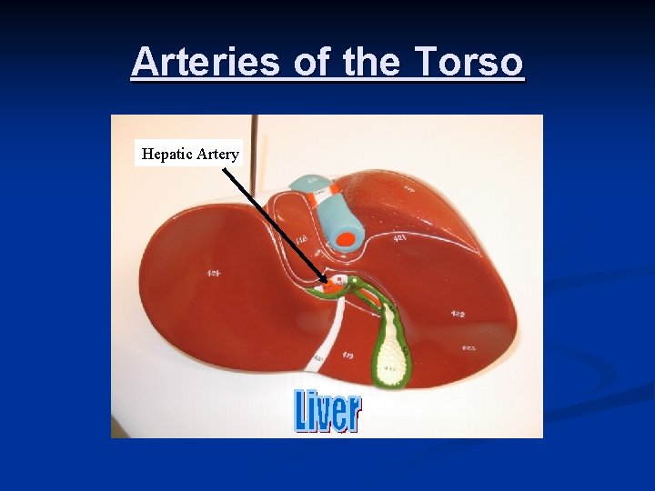 Arteries of the Torso Hepatic Artery 