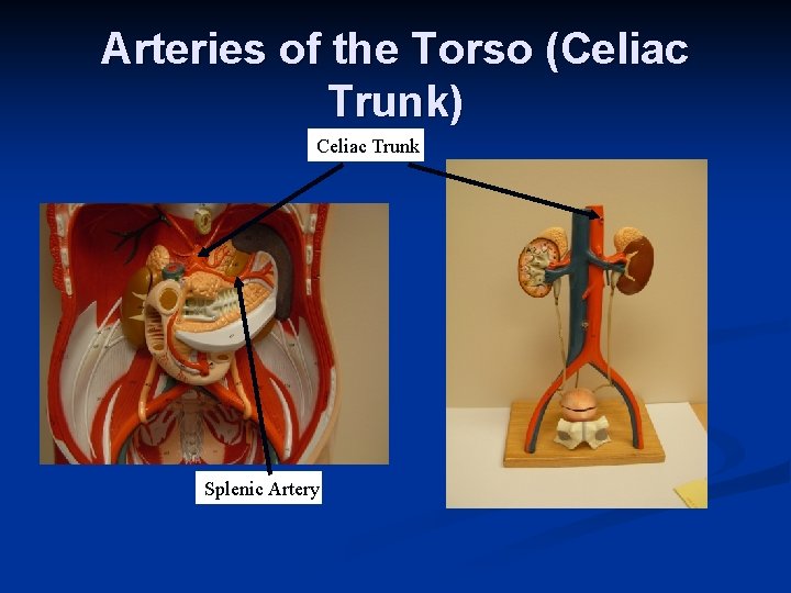 Arteries of the Torso (Celiac Trunk) Celiac Trunk Splenic Artery 