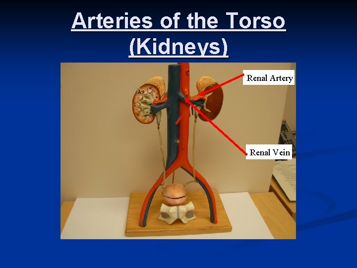 Arteries of the Torso (Kidneys) Renal Artery Renal Vein 