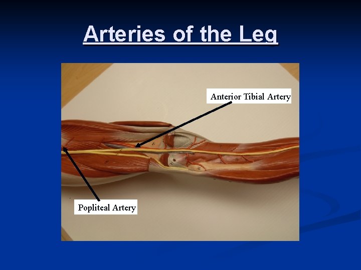 Arteries of the Leg Anterior Tibial Artery Popliteal Artery 