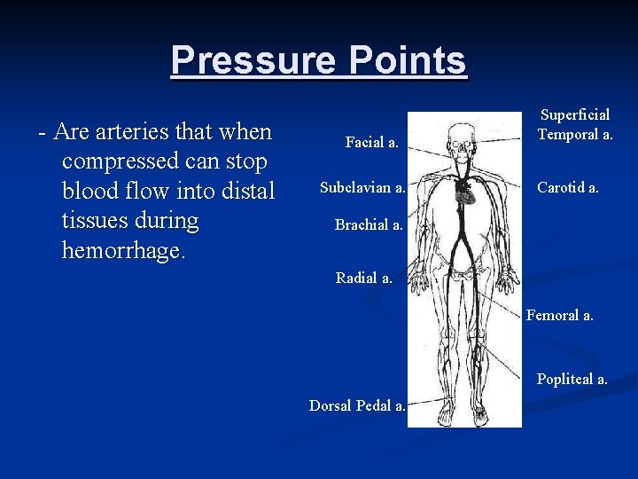 Pressure Points - Are arteries that when compressed can stop blood flow into distal