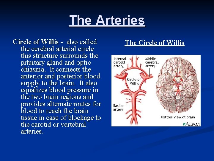 The Arteries Circle of Willis - also called the cerebral arterial circle this structure