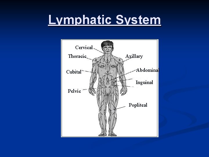 Lymphatic System Cervical Thoracic Cubital Axillary Abdominal Inguinal Pelvic Popliteal 