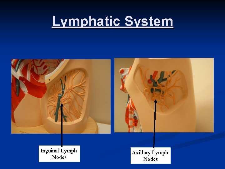 Lymphatic System Inguinal Lymph Nodes Axillary Lymph Nodes 