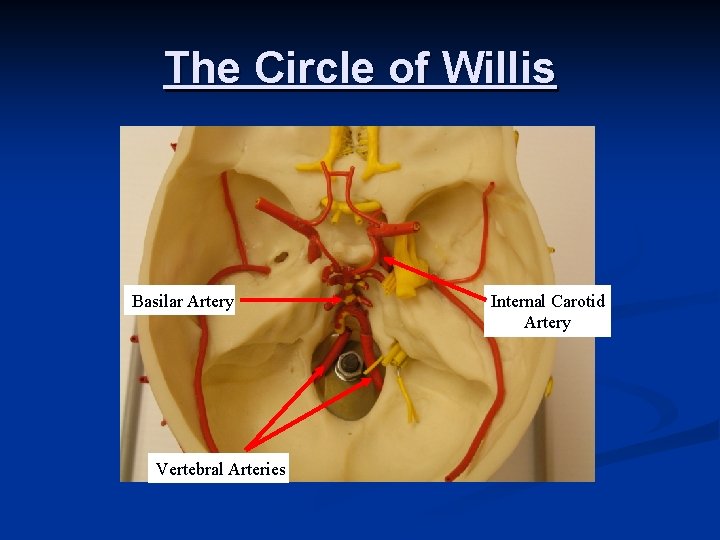 The Circle of Willis Basilar Artery Vertebral Arteries Internal Carotid Artery 