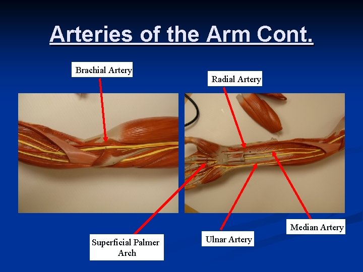 Arteries of the Arm Cont. Brachial Artery Radial Artery Median Artery Superficial Palmer Arch