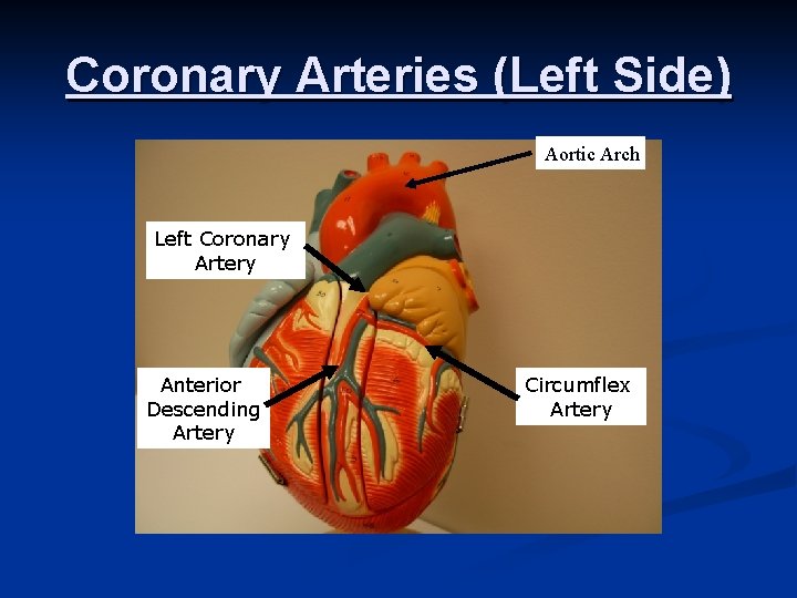 Coronary Arteries (Left Side) Aortic Arch Left Coronary Artery Anterior Descending Artery Circumflex Artery