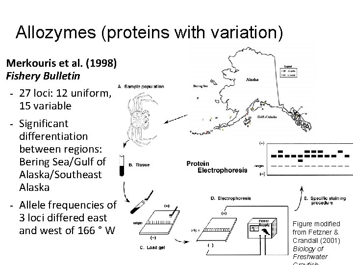 Allozymes (proteins with variation) Merkouris et al. (1998) Fishery Bulletin - 27 loci: 12