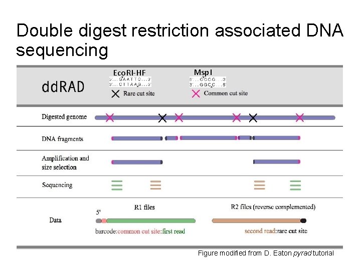 Double digest restriction associated DNA sequencing Eco. RI-HF Msp. I Figure modified from D.