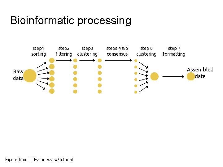 Bioinformatic processing Figure from D. Eaton ipyrad tutorial 