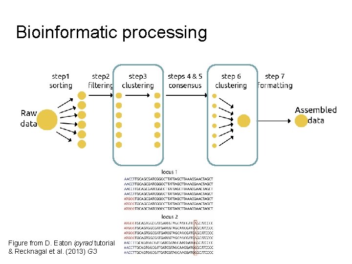 Bioinformatic processing Figure from D. Eaton ipyrad tutorial & Recknagal et al. (2013) G