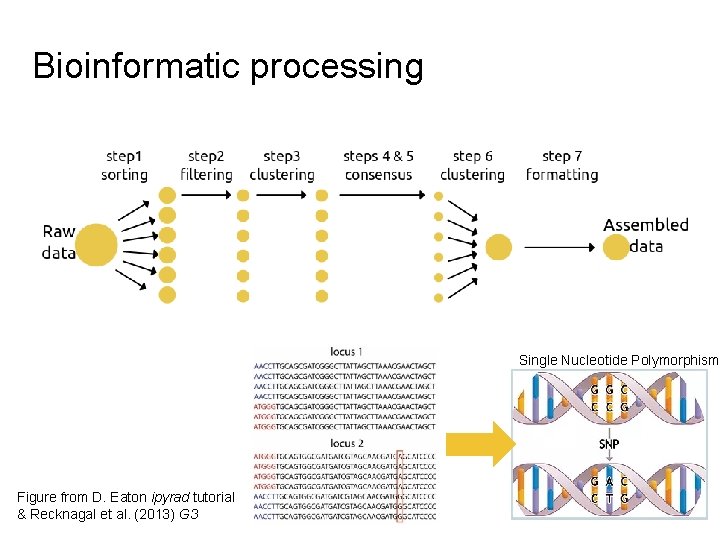 Bioinformatic processing Single Nucleotide Polymorphism Figure from D. Eaton ipyrad tutorial & Recknagal et