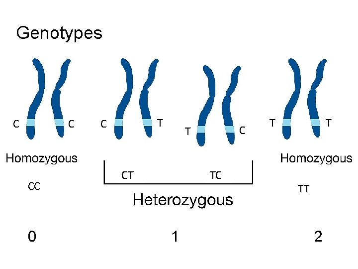 Genotypes C C CC 0 T C C T CT TC 1 T T