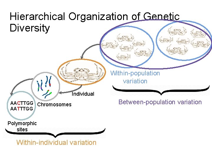 Hierarchical Organization of Genetic Diversity Within-population variation Individual AACTTGG Chromosomes AATTTGG Polymorphic sites Within-individual