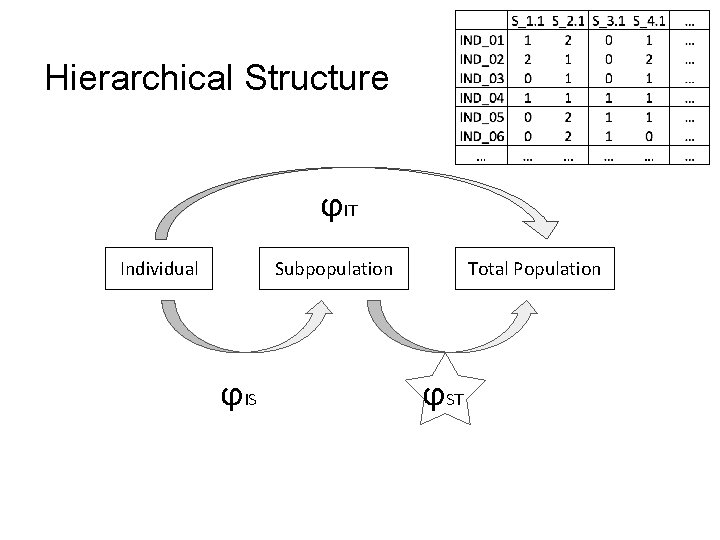 Hierarchical Structure ϕIT Individual Subpopulation ϕIS Total Population ϕST 