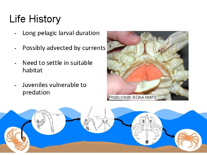 Life History - Long pelagic larval duration - Possibly advected by currents - Need