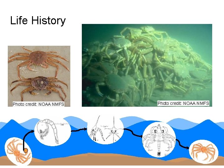 Life History Photo credit: NOAA NMFS 