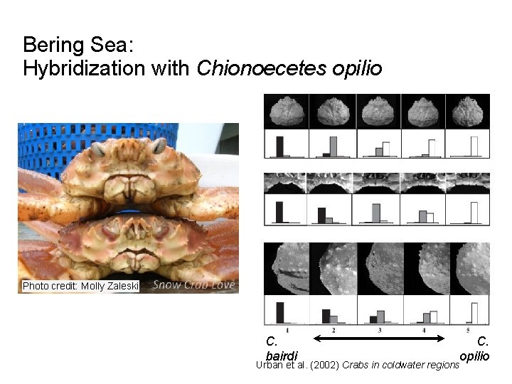 Bering Sea: Hybridization with Chionoecetes opilio Photo credit: Molly Zaleski C. bairdi C. opilio