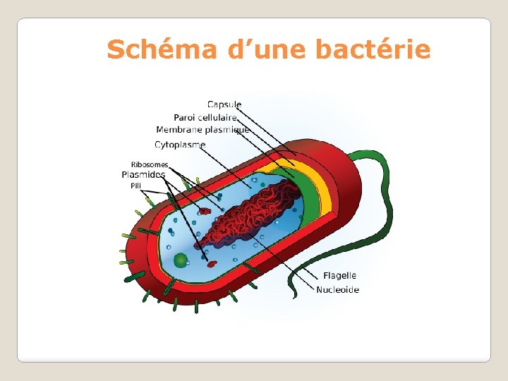 Schéma d’une bactérie 