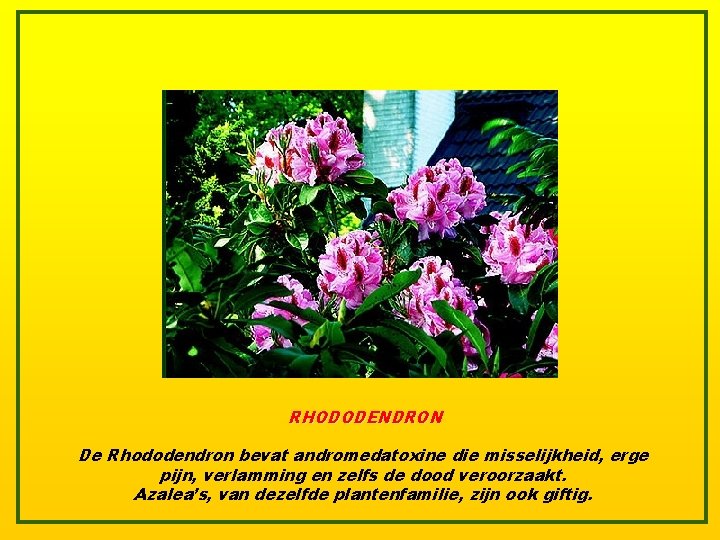 RHODODENDRON De Rhododendron bevat andromedatoxine die misselijkheid, erge pijn, verlamming en zelfs de dood