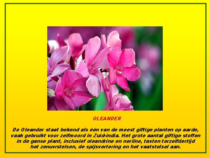 OLEANDER De Oleander staat bekend als één van de meest giftige planten op aarde,