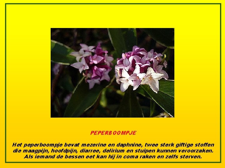 PEPERBOOMPJE Het peperboompje bevat mezerine en daphnine, twee sterk giftige stoffen die maagpijn, hoofdpijn,