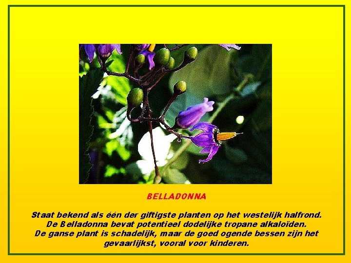 BELLADONNA Staat bekend als één der giftigste planten op het westelijk halfrond. De Belladonna