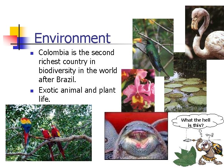 Environment n n Colombia is the second richest country in biodiversity in the world