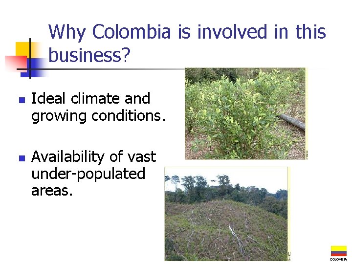 Why Colombia is involved in this business? n n Ideal climate and growing conditions.