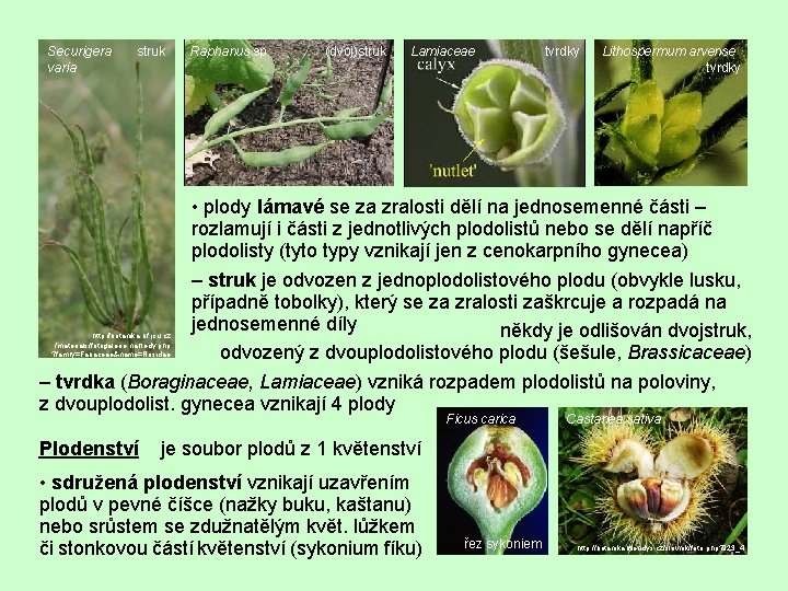 Securigera varia struk Raphanus sp. (dvoj)struk Lamiaceae tvrdky Lithospermum arvense tvrdky • plody lámavé