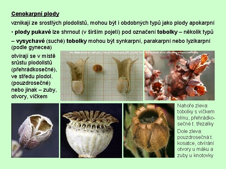 Cenokarpní plody vznikají ze srostlých plodolistů, mohou být i obdobných typů jako plody apokarpní