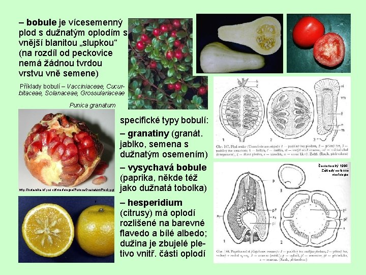 – bobule je vícesemenný plod s dužnatým oplodím s vnější blanitou „slupkou“ (na rozdíl