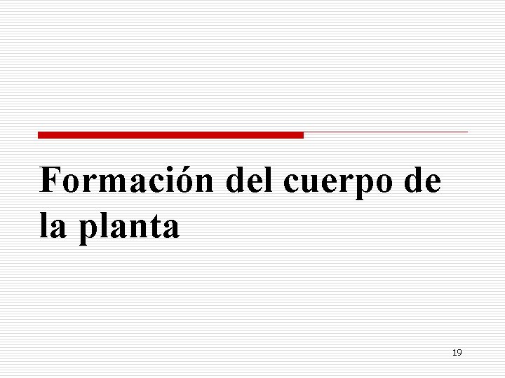 Formación del cuerpo de la planta 19 