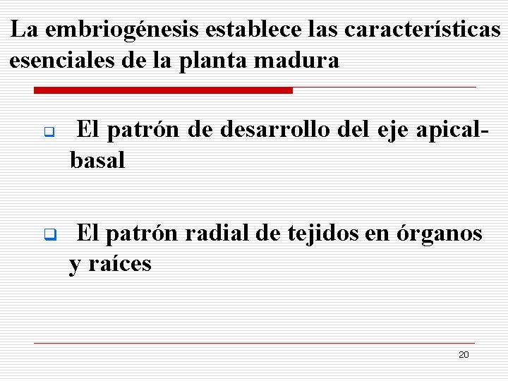 La embriogénesis establece las características esenciales de la planta madura q q El patrón