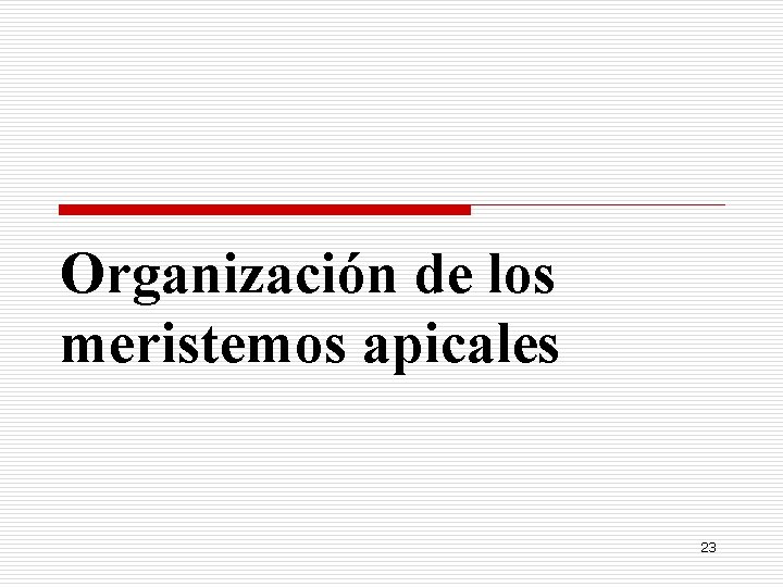 Organización de los meristemos apicales 23 