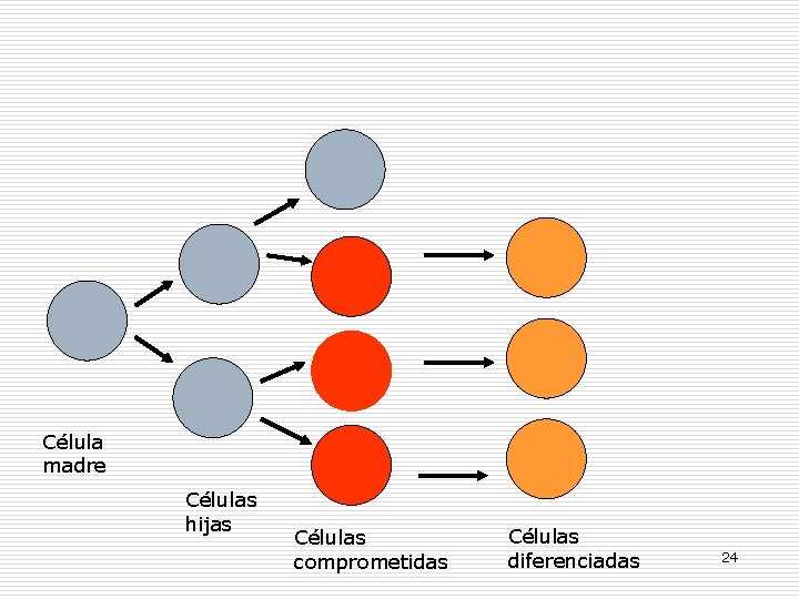 Célula madre Células hijas Células comprometidas Células diferenciadas 24 