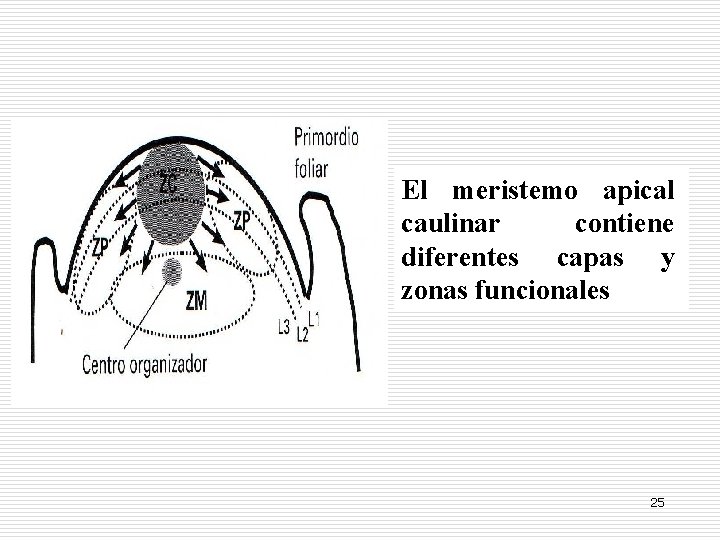 El meristemo apical caulinar contiene diferentes capas y zonas funcionales 25 