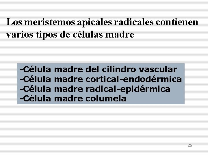 Los meristemos apicales radicales contienen varios tipos de células madre -Célula madre del cilindro